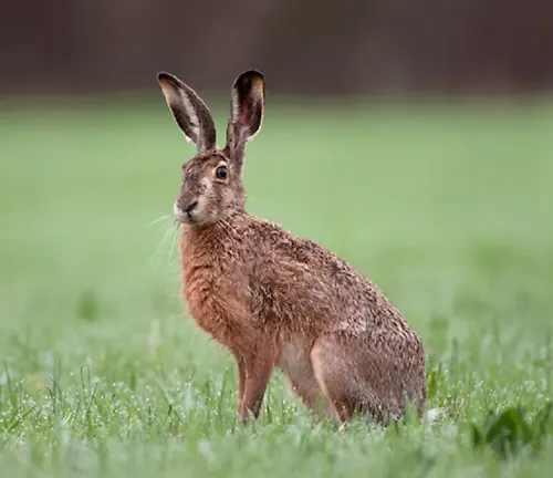 European Hare sitting attentively in a lush green field, possibly early morning or after a rain