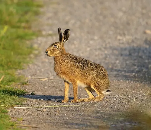 Scrub Hare