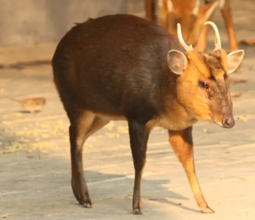 A Leaf Muntjac standing on a concrete surface in an outdoor setting