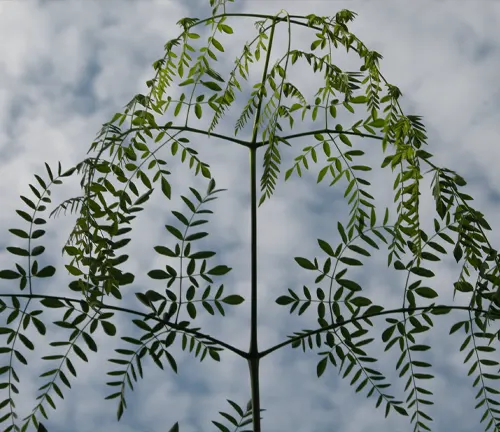 intricate branches and leaves of a Moringa drouhardii plant