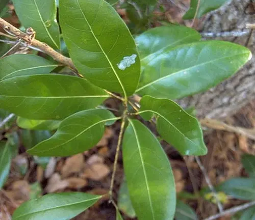a close-up view of the glossy, green leaves of a Persea borbonia plant, with a small white spot on one of the leaves