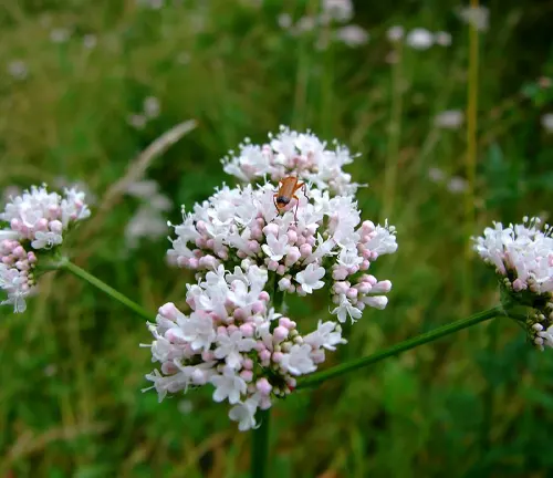 a close-up of Valeriana dioica flowers with a small insect on it