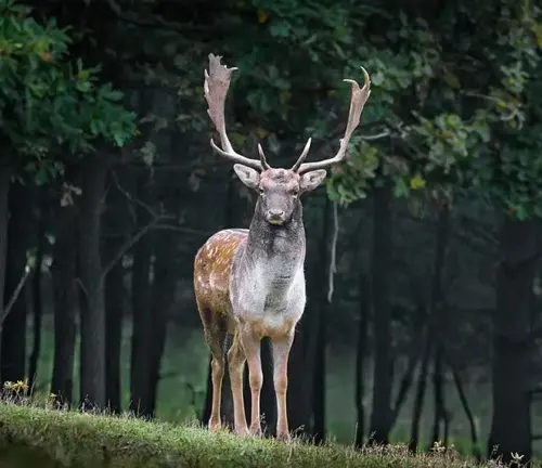 Majestic Mediterranean Fallow Deer with large antlers standing in a lush green forest