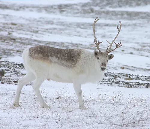 Peary Caribou with large antlers standing in a snowy environment