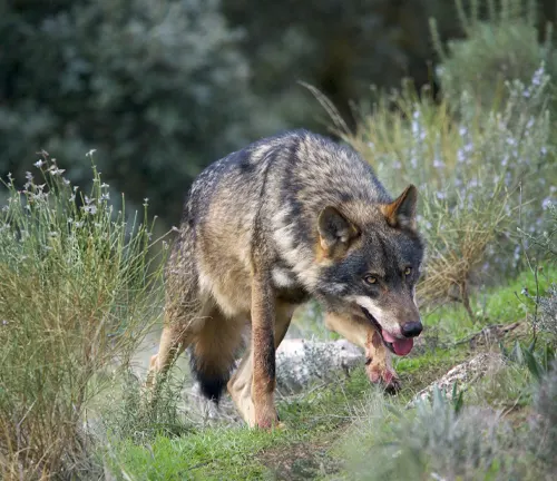 An Iberian Wolf walking through a grassy field with dense green bushes in the background