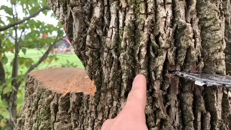 Chainsaw cutting into a tree trunk, demonstrating safe tree felling