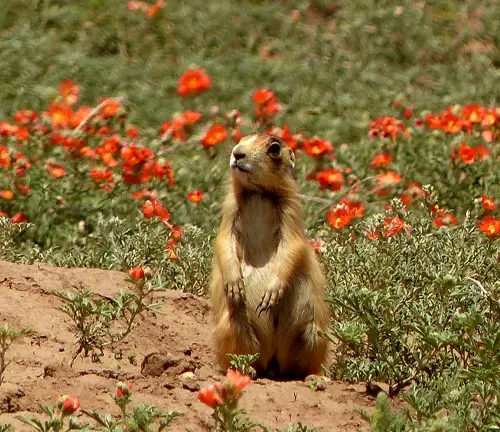 Alert Utah Prairie Dog standing amidst a field of blooming orange flowers