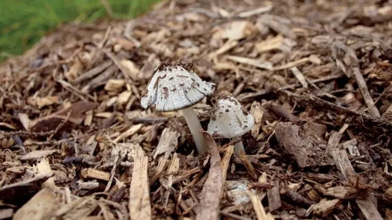 shows two white mushrooms growing amidst a bed of brown, decomposed wood chips, which serves as a rich growth medium