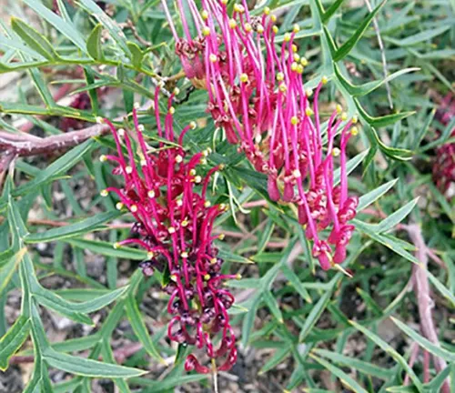 Close-up of pink and yellow flowers on a Grevillea ‘Bronze Rambler’ plant