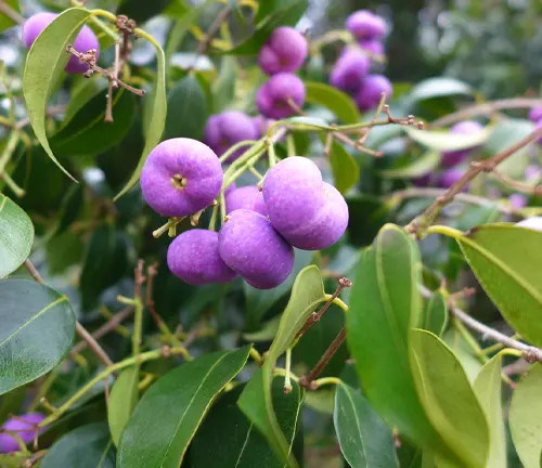 Close up of purple Syzygium francisii berries on a branch with green leaves
