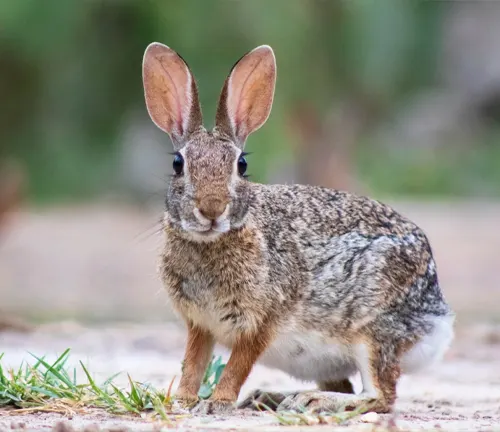 Eastern Cottontail rabbit standing in a natural outdoor setting