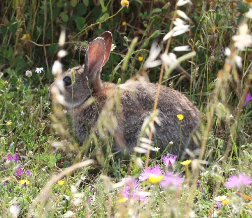 Moroccan Rabbit nestled amidst colorful wildflowers and lush greenery