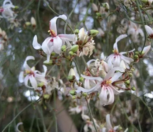 blossoming flowers of the Moringa peregrina tree