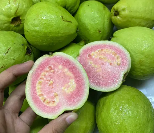A hand holding a halved Psidium rufum showing its pink interior, surrounded by whole green fruits
