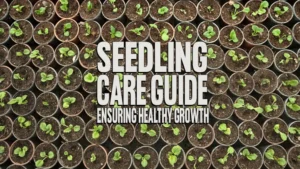 Seedling Care Guide: Ensuring Healthy Growth