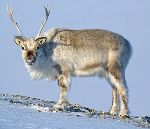 Svalbard Reindeer standing on snowy terrain