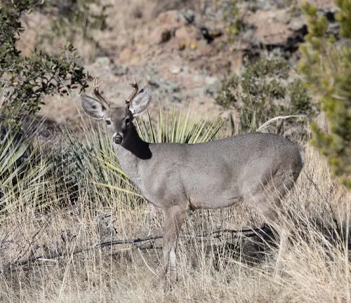 Coues’ White-tailed Deer standing amidst desert vegetation