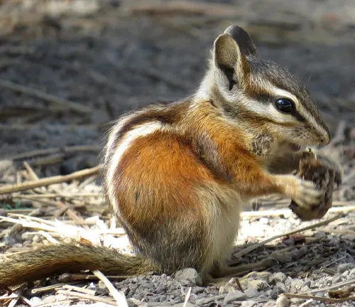 Yellow-pine Chipmunk foraging on the ground covered with dry leaves and twigs