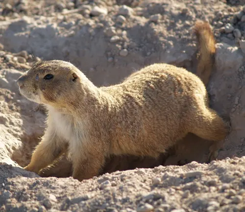 Alert Mexican Prairie Dog partially emerged from its burrow in dry, rocky ground
