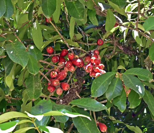 Close up of Syzygium tierneyanum tree with red berries