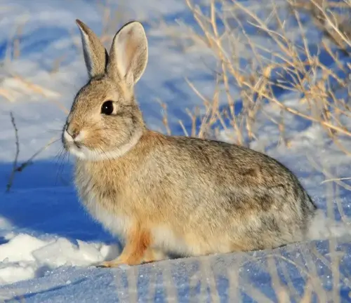 Mountain Cottontail rabbit sitting on snow-covered ground surrounded by dry grass on a sunny day