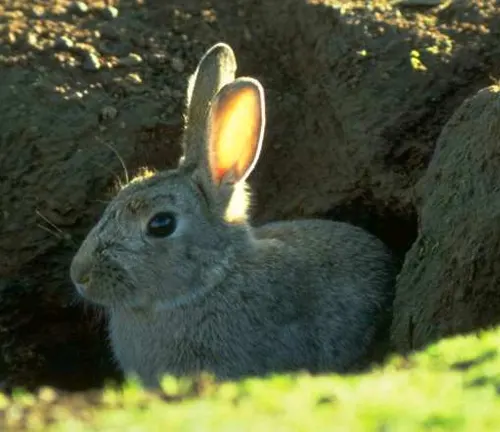 Corsican Rabbit emerging from a burrow in a natural habitat