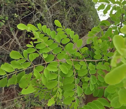 close-up view of Moringa concanensis, showcasing its vibrant green, oval-shaped leaves that grow in clusters along thin branches