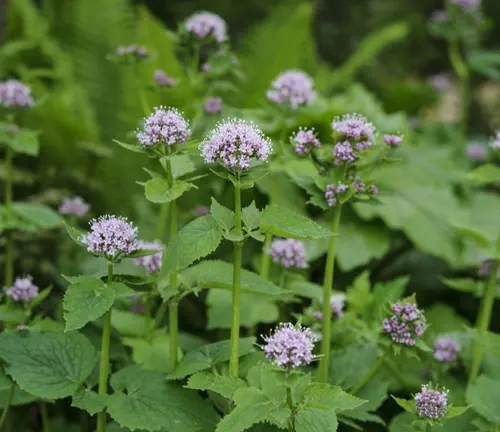 a flowering plant species, with clusters of small, light purple flowers surrounded by green bracts and abundant, serrated leaves in a dense, natural environment
