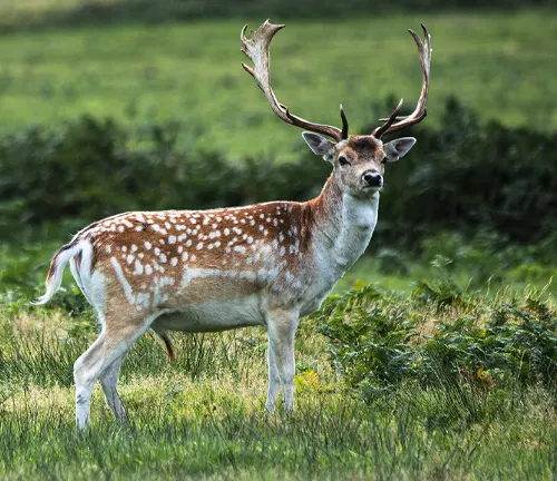 Menil Fallow Deer standing in a green field