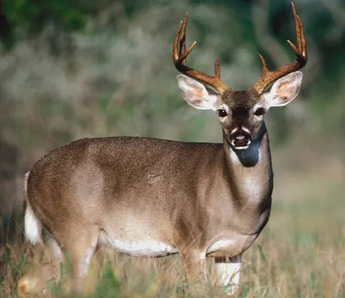 exas White-tailed Deer with large antlers standing in a grassy field