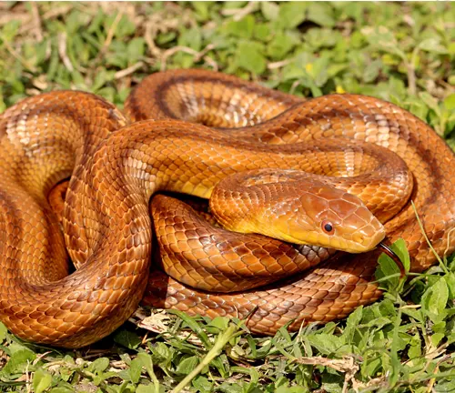 Yellow Rat Snake