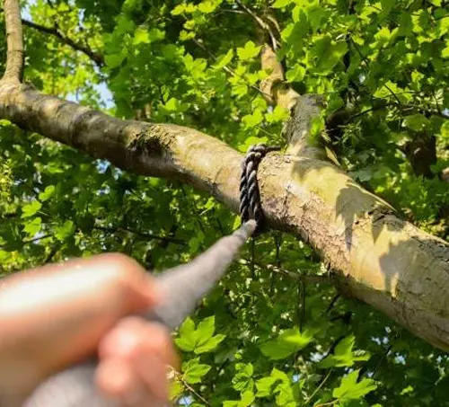 Person safely felling a tree branch with a saw