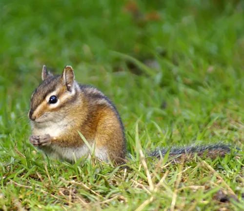 Townsend’s Chipmunk sitting upright on a grassy surface during the day
