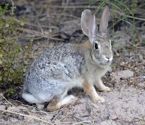Desert Cottontail sitting on sparse vegetation-covered ground
