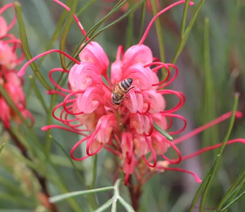 Close-up of a pink Grevillea ‘Elegance’ flower with a bee on it