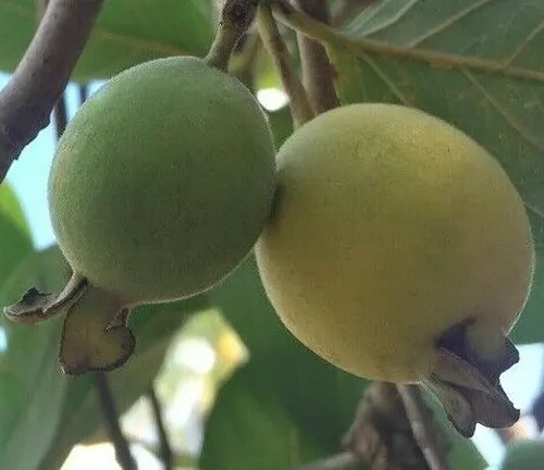 Two Psidium guineense fruits hanging from a branch