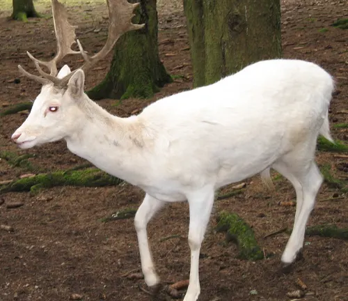 White Fallow Deer with antlers in a forest