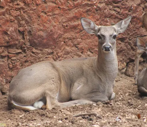Yucatan White-tailed Deer resting on a patch of dirt