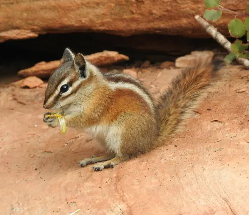Townsend’s Chipmunk sitting on a rock, holding a small yellow flower