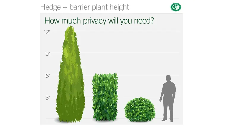 Chart comparing heights of different shrubs and perennials for privacy