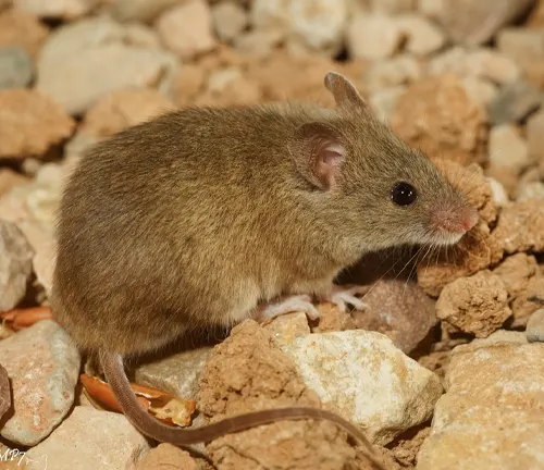 Wood Mouse