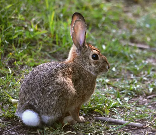 New England Cottontail rabbit sitting alert on grassy ground
