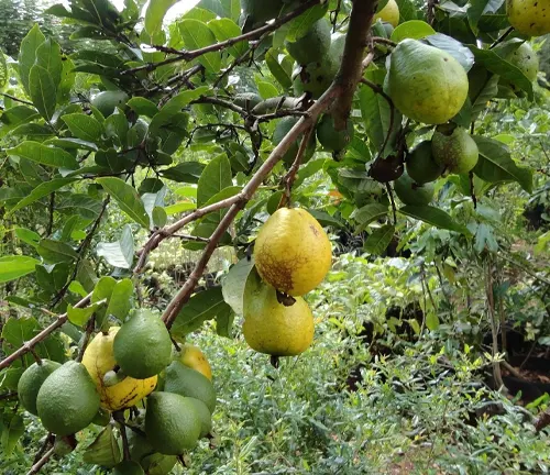 A branch of Psidium guineense with green and ripening yellow fruits amidst lush foliage