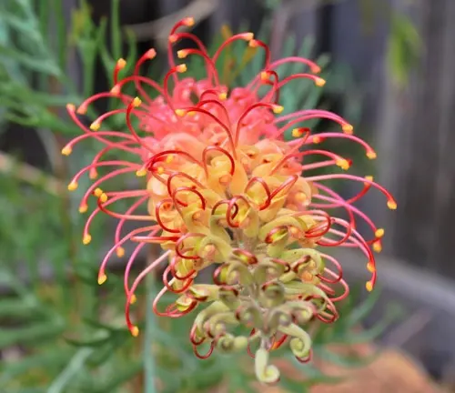 Close-up of a Grevillea ‘Superb’ flower with orange and red tendrils