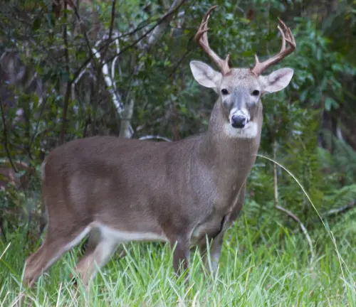 South Florida White-tailed Deer with antlers standing in grass, surrounded by trees