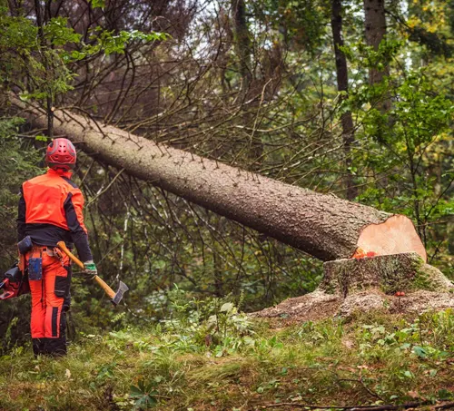 Person in orange safety gear with axe next to freshly cut tree