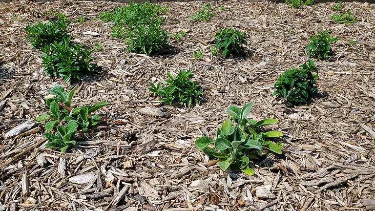 young plants growing in organic mulch