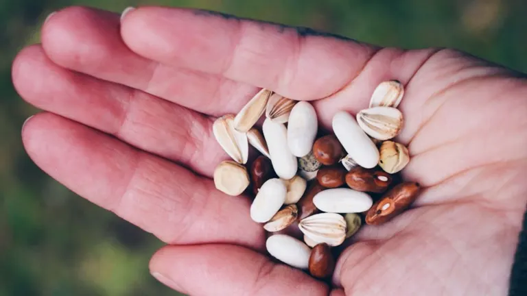 A person’s hand holding a variety of seeds, symbolizing the selection process for seed saving