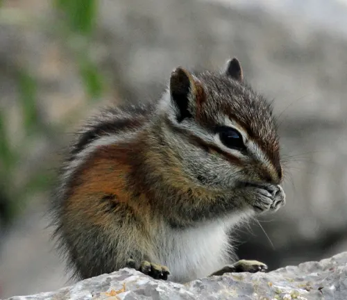 Gray-footed Chipmunk perched on a gray rock, possibly eating or grooming