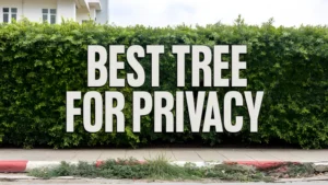 Best Tree for Privacy